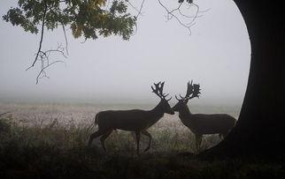 最新季节爆料鹿角,鹿角绽放,探寻鹿角生长的奥秘 第3张 最新季节爆料鹿角,鹿角绽放,探寻鹿角生长的奥秘 第3张